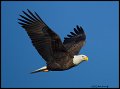 _2SB6964 bald eagle